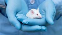 A small experimental mouse in a researcher's hand